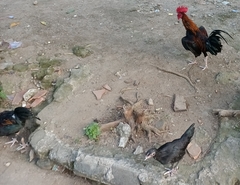 Gallus gallus domesticus