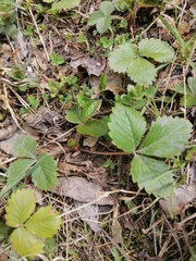 Fragaria vesca