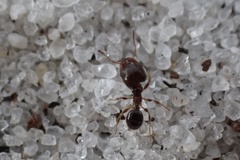 Pheidole adrianoi