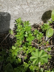 Galium mollugo
