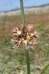 Juncus lesueurii