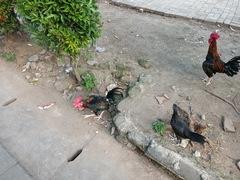 Gallus gallus domesticus