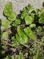 Campanula rapunculoides