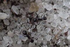 Pheidole adrianoi