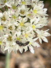 Acmaeodera tubulus