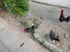 Gallus gallus domesticus