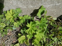 Alchemilla