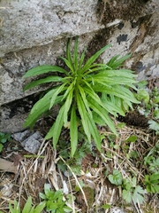 Chamaenerion angustifolium