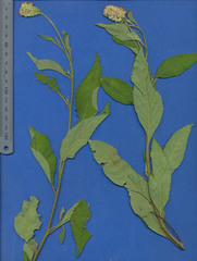 Varronia guanacastensis