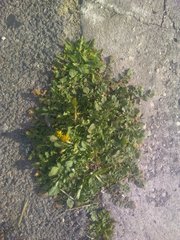 Crepis bursifolia