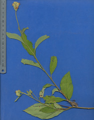 Varronia guanacastensis