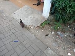 Gallus gallus domesticus