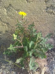 Sonchus tenerrimus tenerrimus