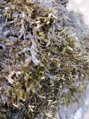 Bryopsida