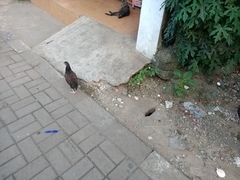 Gallus gallus domesticus