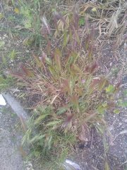 Hordeum murinum leporinum
