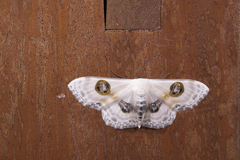 Problepsis conjunctiva