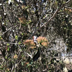 Viburnum carlesii