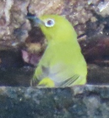 Zosterops anderssoni tongensis