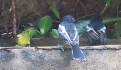 Zosterops anderssoni tongensis