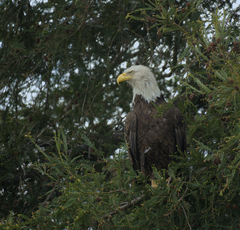 Haliaeetus leucocephalus