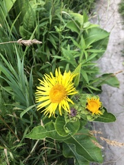 Inula helenium