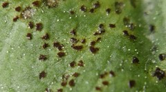 Puccinia taraxaci