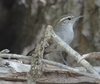 Baird's Wren - Photo (c) Frank Izaguirre, some rights reserved (CC BY-NC), uploaded by Frank Izaguirre