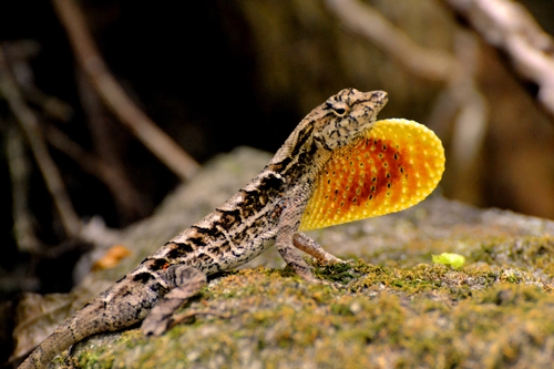 Upland Scaly Anole, Anolis spilorhipis