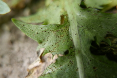 Puccinia taraxaci