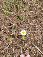 Anthemis ruthenica