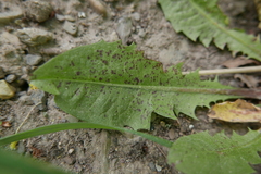 Puccinia taraxaci