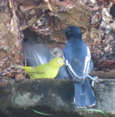 Melaniparus niger niger