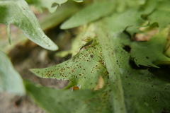 Puccinia taraxaci