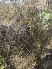 Phoradendron velutinum