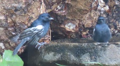 Melaniparus niger niger