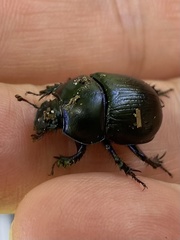 Anoplotrupes stercorosus