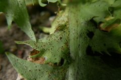 Puccinia taraxaci
