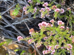 Erica brachycentra