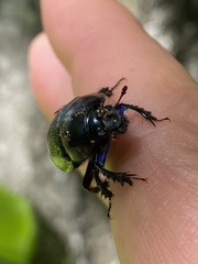 Anoplotrupes stercorosus