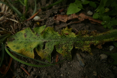 Puccinia taraxaci