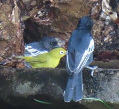 Zosterops anderssoni tongensis