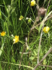 Ranunculus bulbosus