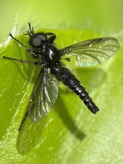 Bibio lanigerus