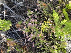 Erica brachycentra