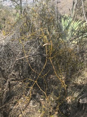 Phoradendron velutinum