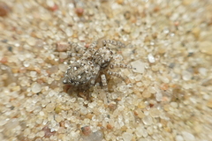 Attulus distinguendus