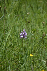 Orchis militaris