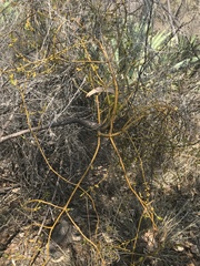 Phoradendron velutinum