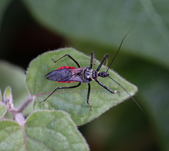 Sphedanolestes pubinotum